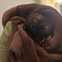 Seamus - Fawn male Pug puppy in Frisco, Texas from RD Pugs