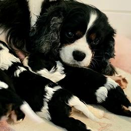 Bridgee - Cavalier King Charles Spaniel