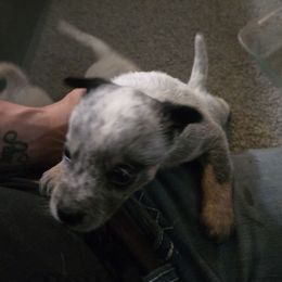 Nicodemus - Blue speckled male Australian Cattle Dog puppy in Canton, Pennsylvania from DNB Heelers