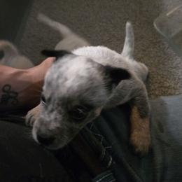 Nicodemus - Blue speckled male Australian Cattle Dog puppy in Canton, Pennsylvania from DNB Heelers