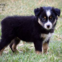 Sneezy - Black tri female Miniature Australian Shepherd puppy in Evant, Texas from Lazy VT Bar Ranch