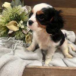 Male 1 - Tri-color male Cavalier King Charles Spaniel puppy in Greensburg, Kentucky from Kentucky Cavalier King Charles Spaniels