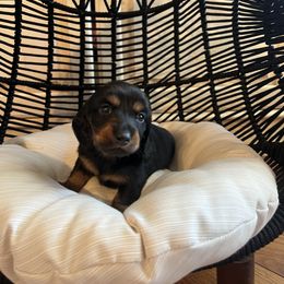 Dachshund Puppies from Scenic City Dachshunds