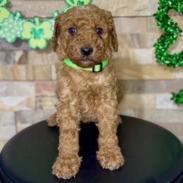 Green collar - Apricot male Goldendoodle puppy in Apple Valley, California from Daisy’s  Doodles11