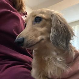Pheobe - Dachshund