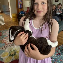 English Springer Spaniel All Grown Up from Darkover English Springer Spaniels