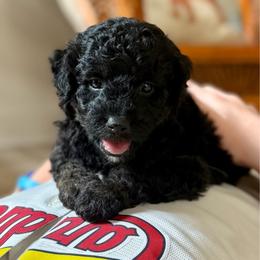Donald - Black and white male Aussiedoodle puppy in Jackson, Tennessee from Dinah Doodles and Aussies