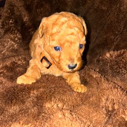 Simba - Red male Maltipoo puppy in Oklahoma City, Oklahoma from Red Okie Poos