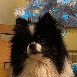 Huckleberry - Pomeranian