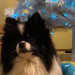 Huckleberry - Pomeranian
