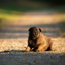 Red - Fawn male Belgian Malinois puppy in Westminster, South Carolina from Fromage Malinois