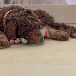 Pink Girl - Chocolate female Goldendoodle puppy in North Carolina from Redbud Farm