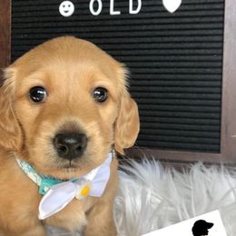 Dachshund Puppies from Primo Dachshunds