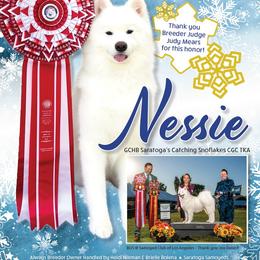 Nessie - Samoyed