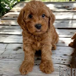 Elmer - Red  Goldendoodle puppy in Ogden, Utah from Archava Doodles