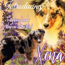Xena - Australian Shepherd