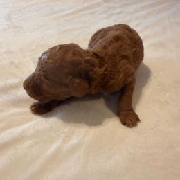 Santa - Red  male Goldendoodle puppy in Luana, Iowa from Country View Bernedoodles and Goldendoodles