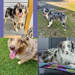 Australian Shepherds from Awesome Aussies
