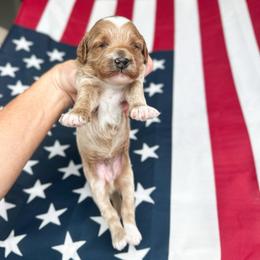 Anna - Red  female Goldendoodle puppy in Sterling, Illinois from Charley's Goldendoodles