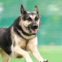 Piper - German Shepherd