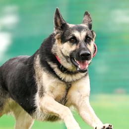 Piper - German Shepherd