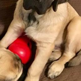 Mastiffs from Looking Glass English Mastiffs
