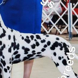 Dalmatians from CCX Rock'N'Spark Dalmatians