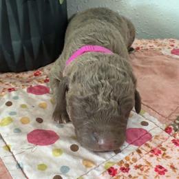 Pink - Deadgrass female Chesapeake Bay Retriever puppy in Lewiston, Utah from Bellus Chesapeakes