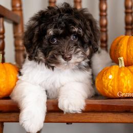 Cinderella - Brown female Schnoodle puppy in Grove, Oklahoma from Grand Lake Poodles & Doodles