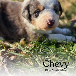 Chevy - Blue merle male Australian Shepherd puppy in Columbia, Kentucky from Caywood Aussies