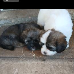Lhasa Apso Puppies from Cynthia's Lhasa Apsos