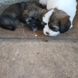 Lhasa Apso Puppies from Cynthia's Lhasa Apsos