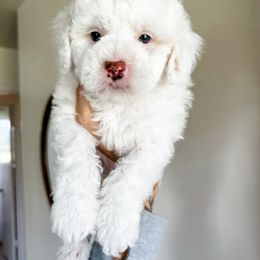 Cockapoo Puppies from Cockapoo puppies and co.