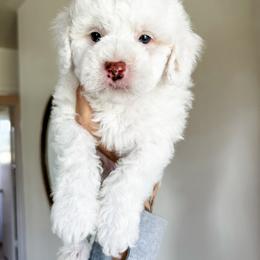 Cockapoo Puppies from Cockapoo puppies and co.