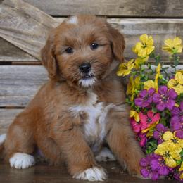 Female 3 - Pink Collar - Apricot female Goldendoodle puppy in Macedon, New York from Toodles Goldendoodles