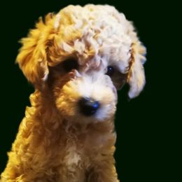 Maltipoo Puppies from Cupcake Cuties