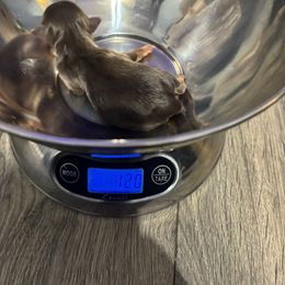 Girl 1 - Chocolate and tan female Yorkshire Terrier puppy in Knoxville, Tennessee from Little Yorkie Company