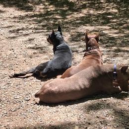 Doberman Pinscher All Grown Up from Dove's K9 Academy