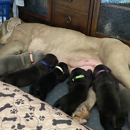 Neapolitan Mastiff Puppies from Battle Born Neos