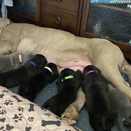 Neapolitan Mastiff Puppies from Battle Born Neos