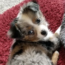 ANNIE - Toy Australian Shepherd