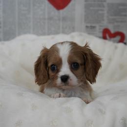 Cynder - Blenheim male Cavalier King Charles Spaniel puppy in Lula, Georgia from Cavaliers by Crumley