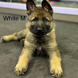 Boy 3 - Sable German Shepherd puppy in Richland, Michigan from Vom Rockwood