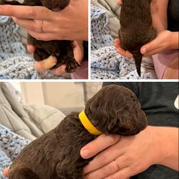 Poodle Puppies from Cassie Enlow