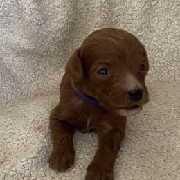 Goldendoodle Puppies from Goosehill Doodles