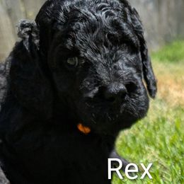 Rex - Red collar - Black male Goldendoodle puppy in Citrus Heights, California from Grandpaw's Golden Doodles