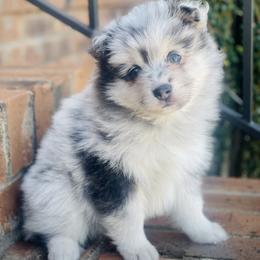Chex - Merle male Pomsky puppy in Greenville, South Carolina from Thicketty Mountain Pomskies