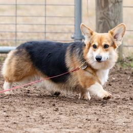 Cola - Pembroke Welsh Corgi