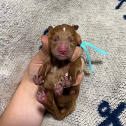 Crush - Red male Cavapoo puppy in Fort Worth, Texas from Aloha Paradise Poodles LLC