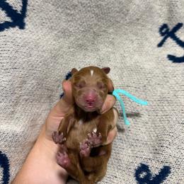 Crush - Red male Cavapoo puppy in Fort Worth, Texas from Aloha Paradise Poodles LLC